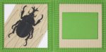 画像3: カブトムシ (3)